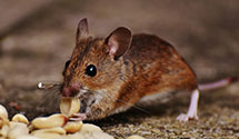 24 Hour & Emergency Exterminators in Divide, CO